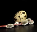 Easter quail egg and willow branch on black background Royalty Free Stock Photo