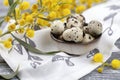 Easter quail eggs in a ceramic bowl and spring mimosa flowers on a wooden gray background. Cozy morning in a rustic style