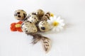Easter quail eggs with feathers and flowers decorattion Royalty Free Stock Photo