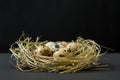 Easter quail eggs in the nest. for Easter holidays. On black background Royalty Free Stock Photo