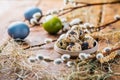 Easter Quail eggs with pussy willow branch, Easter and spring concept