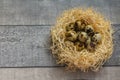 Easter quail eggs in small nest. Grey wooden background with flowers. Quail eggs for catholic and orthodox easter holiday