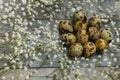 Easter quail eggs in small nest. Grey wooden background with flowers. Quail eggs for catholic and orthodox easter holiday
