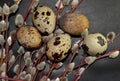 Easter quail eggs and willow branches on dark background
