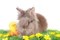 Easter Rabbit Royalty Free Stock Photo