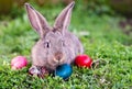 Easter rabbit and Easter eggs Royalty Free Stock Photo