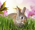 Easter rabbit eating grass Royalty Free Stock Photo