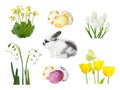 Easter rabbit, eggs and spring flowers set isolated on white