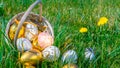 Easter rabbit. Golden egg with yellow spring flowers in celebration basket on green grass background. Happy Easter Royalty Free Stock Photo