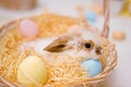 Easter rabbit photo. Bunny in a straw basket. Shallow DOF