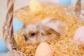 Easter rabbit photo. Bunny in a straw basket. Shallow DOF