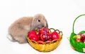 Easter Rabbit with red eggs Royalty Free Stock Photo