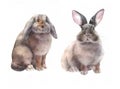 Easter rabbit set. Hand drawn sketch and watercolor illustrations.. Animal Illustration isolated on white background