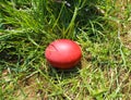 Easter red egg in green grass