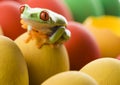 Easter red frog Royalty Free Stock Photo