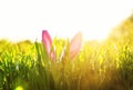 Easter scene with a pair of pink Bunny ears sticking out of the lush green grass drenched in the Sunny