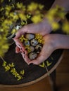 Easter scene with young woman hands holding quail eggs and blurred yellow blooms