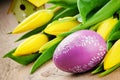 Easter setting with yellow tulips Royalty Free Stock Photo