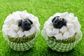 Easter sheep cupcakes Royalty Free Stock Photo