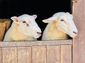 Easter sheep twins in barn