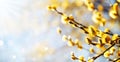 Easter or Spring background with flowering willow branches against blue sky in sunlight