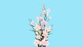 Easter Spring Branches Of Blossom Sakura With Pink Cherry Flowers On Transparent Background For Greeting Or Wedding Card Or Commer