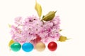 Easter spring composition. Japanese cherry flowers with coloured eggs for Easter isolated on white background. Flora and