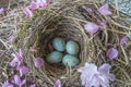 Easter or spring concept: Black bird`s nest with blue eggs Royalty Free Stock Photo