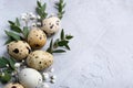 Easter spring decorative composition with easter quail eggs and leaf sprigs of eucalyptus. On a gray concrete background