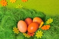 Easter spring Egg Royalty Free Stock Photo