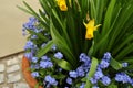 EASTER, SPRING FLOWERS Royalty Free Stock Photo