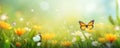 Easter spring flowers and butterfly Royalty Free Stock Photo