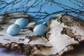 Easter spring fresh composition . with spotted eggs on the birch