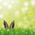 Easter Spring Hare Ears Grass Daisy Flowers