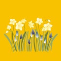 Easter spring postcard with floral Narcissus