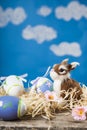 Easter still life with Easter eggs and a toy rabbit Royalty Free Stock Photo