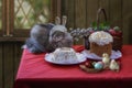 Easter still life with pretty kitty and chickens Royalty Free Stock Photo