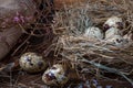 Easter still life. Quail eggs in the nest and on the old wooden table Royalty Free Stock Photo