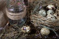 Easter still life. Quail eggs in the nest and on the old wooden table in the barn among hay and dried flowers Royalty Free Stock Photo