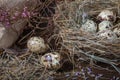 Quail eggs in the nest and on the old wooden table in the barn among hay and dried flowers Royalty Free Stock Photo