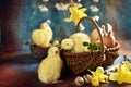 Easter still life with wicker basket and chickens on grunge background Royalty Free Stock Photo