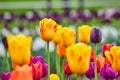 Easter themed spring tulip garden Royalty Free Stock Photo