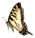 Easter Tiger Swallowtail Butterfly Royalty Free Stock Photo