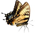 Easter Tiger Swallowtail Butterfly Royalty Free Stock Photo