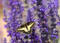 Easter tiger swallowtail butterfly on purple flowers Royalty Free Stock Photo