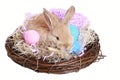 Easter time Royalty Free Stock Photo