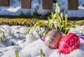 Easter time in spring with snow