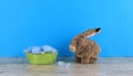 easter toy bunny , eggs Royalty Free Stock Photo