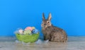 easter toy bunny , eggs Royalty Free Stock Photo