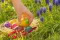 Easter tradition.Collection of colored eggs by children.Easter Egg Hunt. Childs hand puts colorful eggs in a wicker Royalty Free Stock Photo